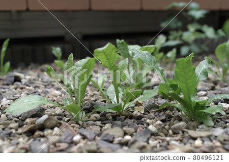 Weeds and grasses growing in the garden Weeds and grasses growing in the garden 80496121