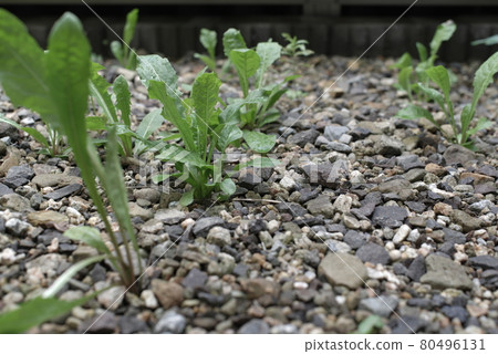 生長在花園裡的雜草和草 生長在花園裡的雜草和草 80496131