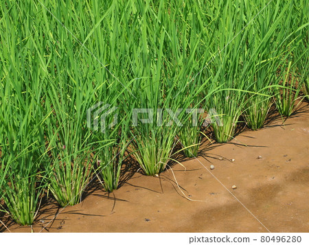 Agricultural image (rice farming: rice planting) Agricultural image (rice farming: rice planting) 80496280