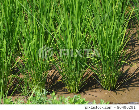 Agricultural image (rice farming: rice planting) Agricultural image (rice farming: rice planting) 80496291