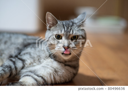 Peroli Sabatra cat Peroli Sabatra cat 80496636