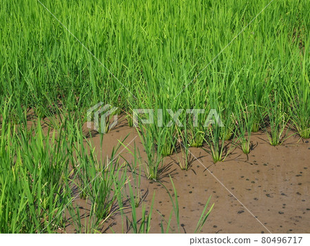 Rice planting image 80496717
