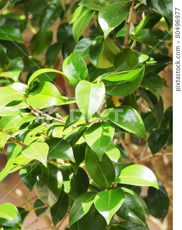 Fresh green image (camellia leaf) Fresh green image (camellia leaf) 80496977