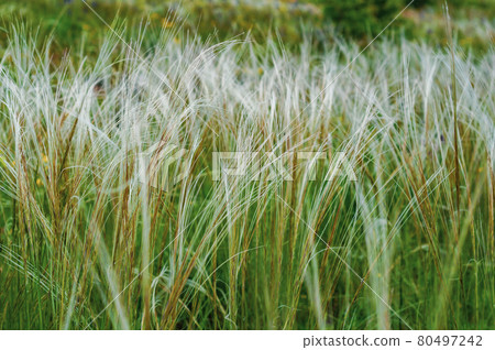 Summer background from field tall grass feather grass. Steppe plant Stipa close-up, nature outdoors Summer background from field tall grass feather grass. Steppe plant Stipa close-up, nature outdoors 80497242