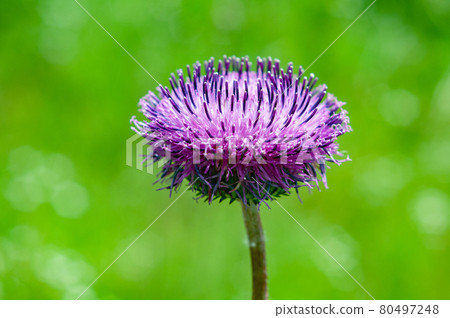 Beautiful Flowers Milk Thistle Close-up, Big Purple Silybum Flower. 80497248