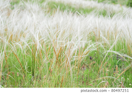 Summer background from field tall grass feather grass. Steppe plant Stipa close-up, nature outdoors Summer background from field tall grass feather grass. Steppe plant Stipa close-up, nature outdoors 80497251