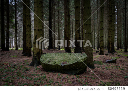 A tree log on the ground in a beautiful dark pine forest. Picture from Scania, Sweden A tree log on the ground in a beautiful dark pine forest. Picture from Scania, Sweden 80497339