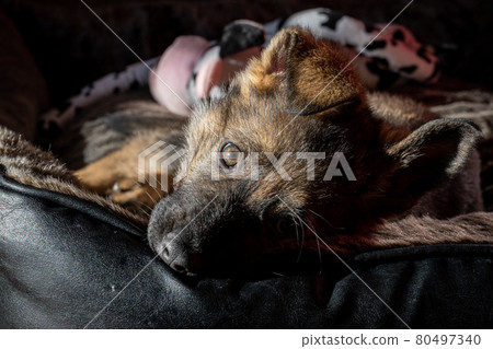 A nine weeks old German Shepherd puppy chill in its bed and look at the camera A nine weeks old German Shepherd puppy chill in its bed and look at the camera 80497340