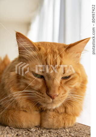 Sleeping cat, tea tabby cat 80497422