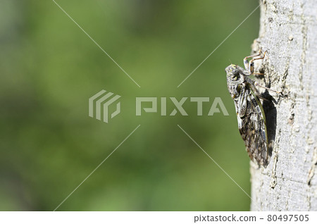 Nice toy Nice toy 80497505