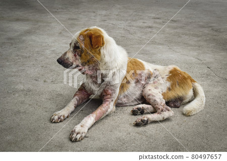 The dog has an leprosy skin problem on their body and lying on the concrete floor. 80497657