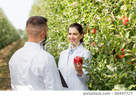 Summer and autumn harvest of organic fruits, work of agronomist, checking crop and quality control outdoor Summer and autumn harvest of organic fruits, work of agronomist, checking crop and quality control outdoor 80497727