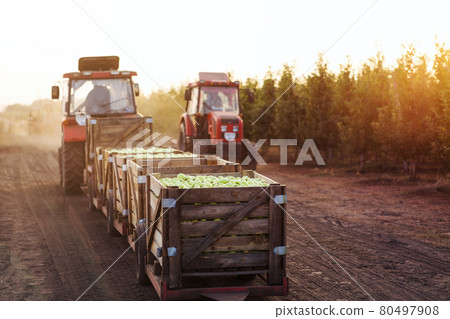 Modern eco farm, collect and delivery harvest of organic fruits to warehouse Modern eco farm, collect and delivery harvest of organic fruits to warehouse 80497908