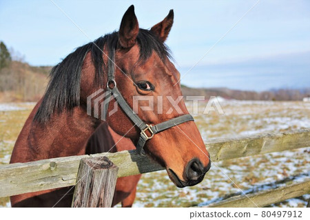 Thoroughbred Thoroughbred 80497912