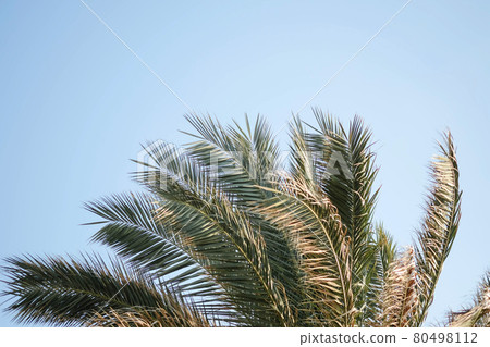 Fresh coconut tree with the sky bright atmosphere in daylight. blue sky background, copy space 80498112