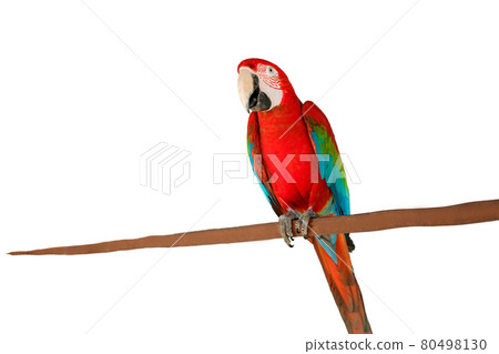 Harlequin macaw, beautiful green blue and red hybrid parrot with excellent bright colorful feathers from head to tail isolated on white background. High quality photo 80498130