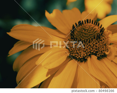 Arnica montana, also known as wolf's bane, leopard's bane, mountain tobacco and mountain arnica. Arnica montana is used as an herbal medicine for analgesic and anti-inflammatory purposes. Close-up. Arnica montana, also known as wolf's bane, leopard's bane, mountain tobacco and mountain arnica. Arnica montana is used as an herbal medicine for analgesic and anti-inflammatory purposes. Close-up. 80498166