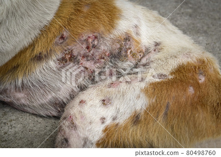 Close-up of the body dog has an leprosy skin problem on their body and lying on the concrete floor. 80498760