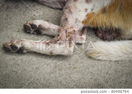 Close-up of legs dog has an leprosy skin problem on their body and lying on the concrete floor. Close-up of legs dog has an leprosy skin problem on their body and lying on the concrete floor. 80498764