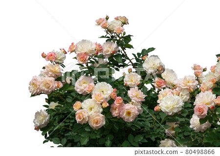 Image of Blooming red rose bushes isolated on white