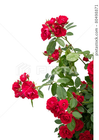 Blooming red rose bushes isolated on white Blooming red rose bushes isolated on white 80498871