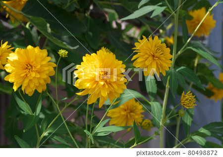 花笠菊 80498872