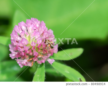 Akagane kohana蜜蜂 Akagane kohana蜜蜂 80498914