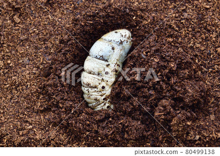 Hercules beetle larva 80499138