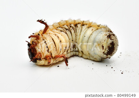 Hercules beetle larva Hercules beetle larva 80499149