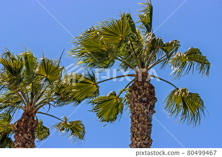 Two tall palm trees. 80499467