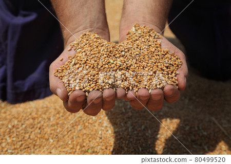 Agriculture, wheat harvest 80499520