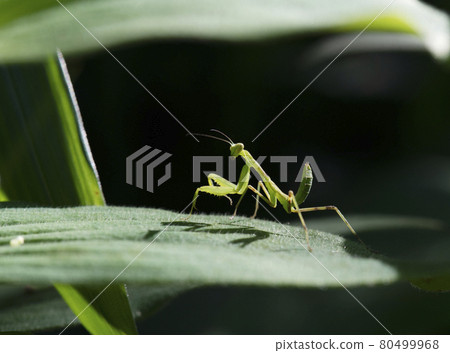 Hierodula patellifera 幼蟲在夏夜 1 暴露在強烈陽光下的平坦葉子上移動時發現東西並停下來 Hierodula patellifera 幼蟲在夏夜 1 暴露在強烈陽光下的平坦葉子上移動時發現東西並停下來 80499968