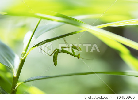 Hierodula patellifera 幼蟲伏擊昆蟲在夏日強光下在竹葉下倒立行走 1 Hierodula patellifera 幼蟲伏擊昆蟲在夏日強光下在竹葉下倒立行走 1 80499969