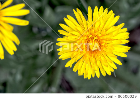 Flower of dandelion, vertical from above Flower of dandelion, vertical from above 80500029