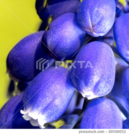 Ultra macro of a common musk hyacinth, Muscari neglectum, in the spring Ultra macro of a common musk hyacinth, Muscari neglectum, in the spring 80500032
