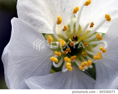 Close-up of flower of sweet cherry, Prunus avium, with white flower cups and yellow pollen, ultra macro 80500073