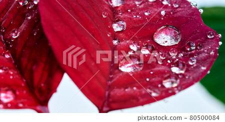 Close-up, strong macro, of red leaf of poinsettia, Euphorbia pulcherrim Close-up, strong macro, of red leaf of poinsettia, Euphorbia pulcherrim 80500084
