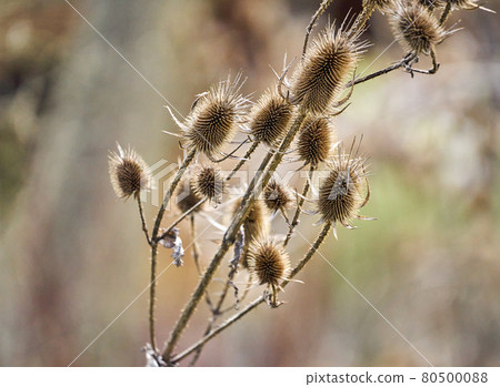 Common Teasel, Dipsacus fullonum, in backlight Common Teasel, Dipsacus fullonum, in backlight 80500088