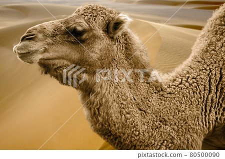 Side view of camel, Camelidae, in front of sand dunes in background 80500090