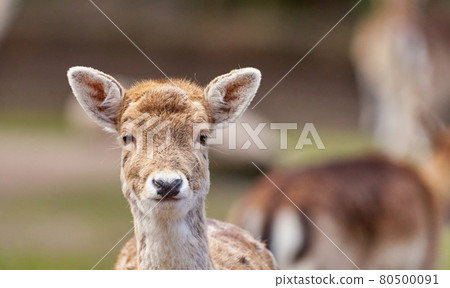 Frontal portrait of female dam deer, dama dama, against blurred background 80500091