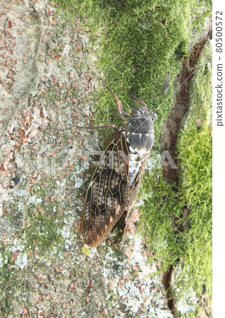 Brown cicada Brown cicada 80500572