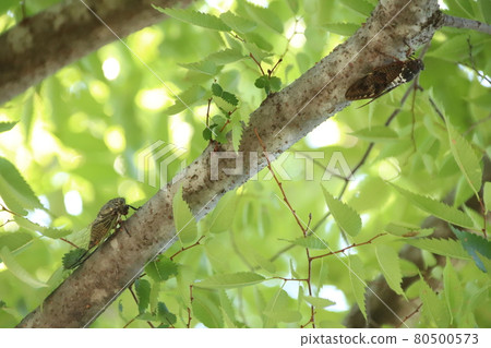 Cicadas Cicadas 80500573
