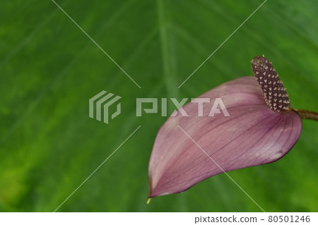 紅掌菲奧里諾(天南星科) 紅掌菲奧里諾(天南星科) 80501246