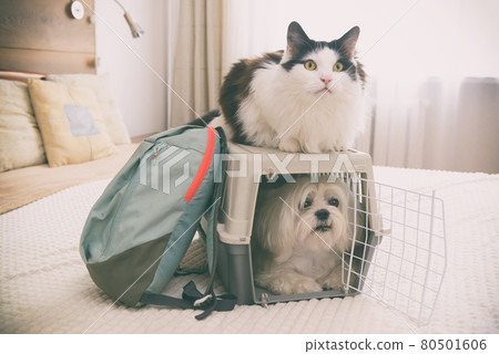 Dog in carrier with cat Dog in carrier with cat 80501606