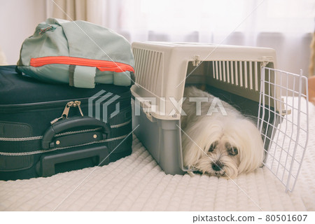 Dog Maltese in carrier with luggage Dog Maltese in carrier with luggage 80501607