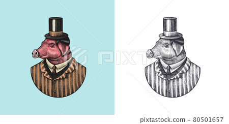 Pig character. Swine hairdresser. Fashionable animal, vitorian gentleman in a jacket. Hand drawn 80501657
