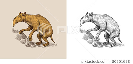 Palorchestes. Marsupials of the family Palorchestidae. Vintage Extinct animal. Retro Mammals. Hand 80501658