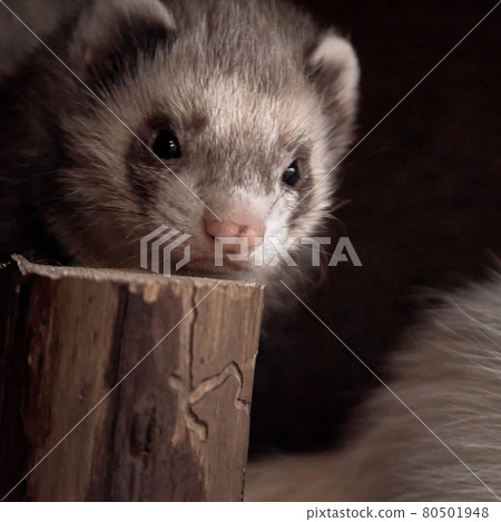 Portrait of a ferret, Mustela putorius furo, laying its head on a wooden block. Portrait of a ferret, Mustela putorius furo, laying its head on a wooden block. 80501948
