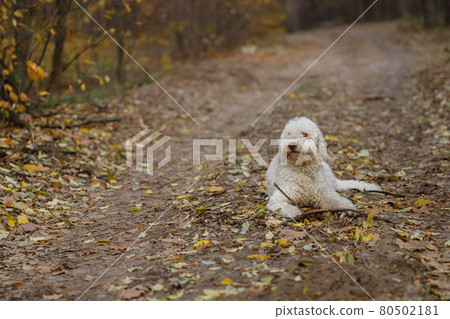 Italian lagotto white curly dog on a walk at autumn forest 80502181