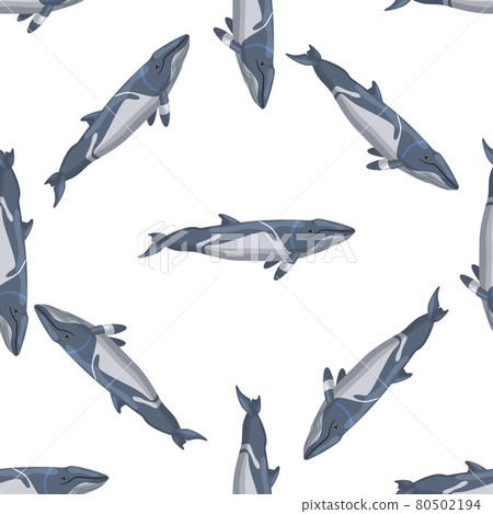 Seamless pattern lesser rorqual on white background. Template of cartoon character of ocean for fabric. 80502194